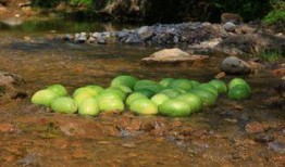 最新吃瓜爆料河南,揭秘背后惊人真相