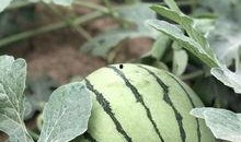 吃瓜站点网红,揭秘幕后故事与热门话题